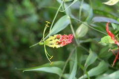 Gloriosa superba